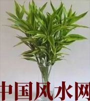 石家庄十二生肖养什么植物最旺财运？你知道吗！